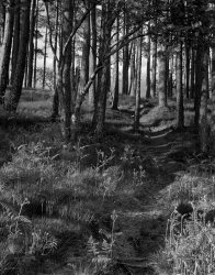 LF01-0181 Trees at car park end of road5dA3Sharpened.jpg