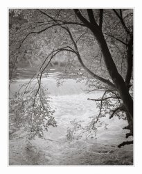 aeched-tree-copy.jpg