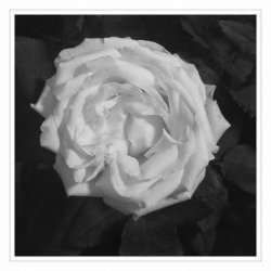 Rose_60%-1000-Web.jpg Rose_60%-1000-Web.jpg