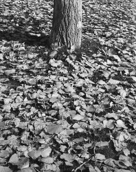 Fall.jpg Fall.jpg