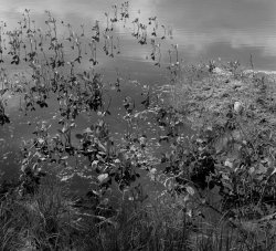 LF01-0182 pond by 5 lochansTRHclonedout4.jpg