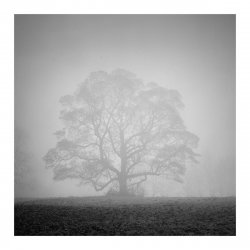Tree In Fog.jpg