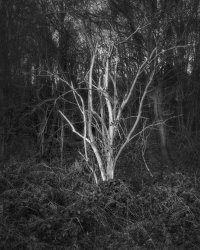 White Tree.jpg