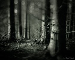 20170125_Deep into the Forest.jpg 20170125_Deep into the Forest.jpg