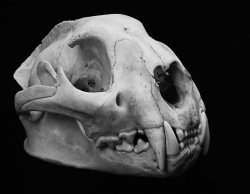 Skull.jpg