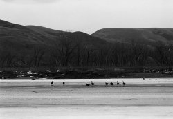 Geese.jpg Geese.jpg