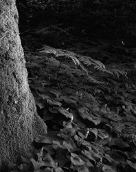 OldForestFloor .jpg OldForestFloor .jpg