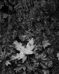 WetLeaf.jpg WetLeaf.jpg