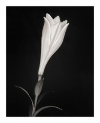 lily-copy.jpg