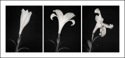 lily-2-copy.jpg