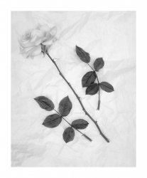 White Rose.jpg