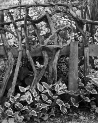 OldFenceAndFeverfew.jpg