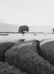 Corn-Field-And-Tree.jpg