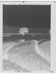 corn-filed-negative.jpg
