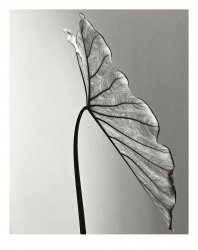elephant ear 03.jpg
