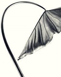 elephant ear 04-Recovered.jpg