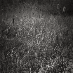 Sprotbrough-Nature-Reserve-Paper-Negative.png