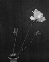 Freesia.jpg Freesia.jpg