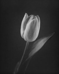 Tulip-Paper-negative.jpg
