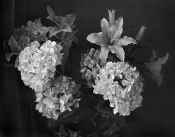 Flowers.jpg Flowers.jpg