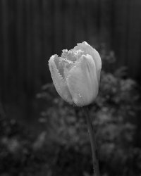 Fringed Tulip.jpg