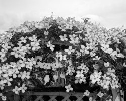 Garden Clematis.jpg Garden Clematis.jpg