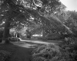 Cusworth-Bark-Path.jpg