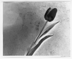 Tulip_Paper_Negative.jpg