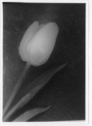 Tulip_Print.jpg