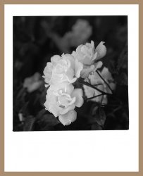 Roses-MG-Pearl.jpg Roses-MG-Pearl.jpg