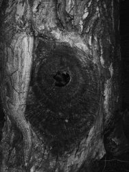 tree hole.jpg