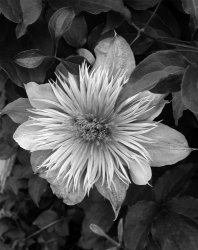 first Clematis.jpg