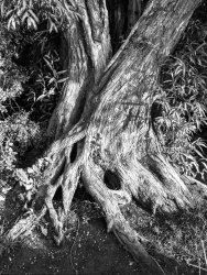 020_4x5_old tree.jpg