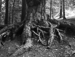 027_4x5_BrickhillWoods_01.1.jpg