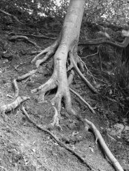 030_4x5_BrickhillWoods_04.jpg