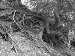 031_4x5_BrickhillWoods_05.jpg