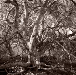 Tree.jpg