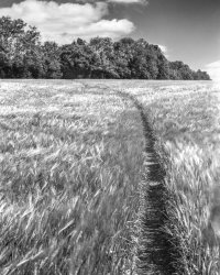 040_4x5_06_f22_1sec_Foma100_EI50_redfilter_3stops_WheatField-Edit.jpg