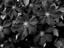 Clematis6.jpg