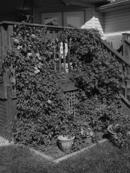 3 Clematis.jpg