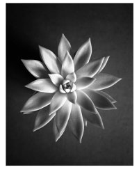 flower 1.jpg