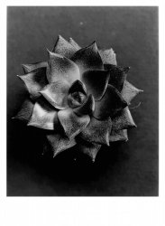 flower 2.jpeg