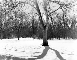 Lone_Tree.jpg