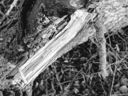 Branching_Out.jpg