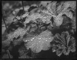 dry plate-3.jpg