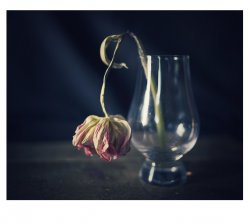 tulip color-01.jpeg