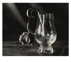 tulip dry plate.jpg