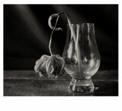 tulip foma.jpg