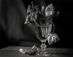 tulips foma 100.jpg