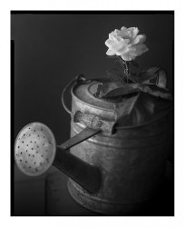 Rose In Watering Can.jpg Rose In Watering Can.jpg